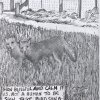 Foxes in the Pandemic
